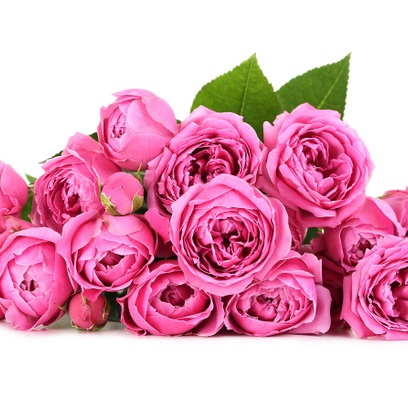 Inno alla Rosa *DISCONTINUATO*