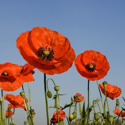 Opium Fields *DISCONTINUATA*