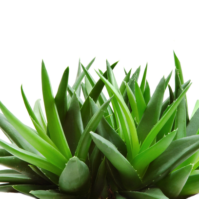 Aloe Fresh 