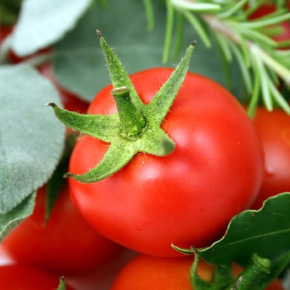 Foglie di Pomodoro