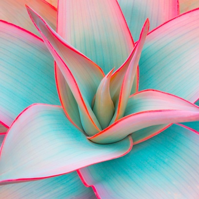 Agave Rosato
