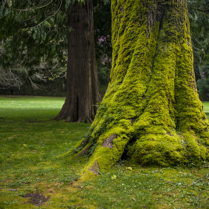 Enchanted Forest