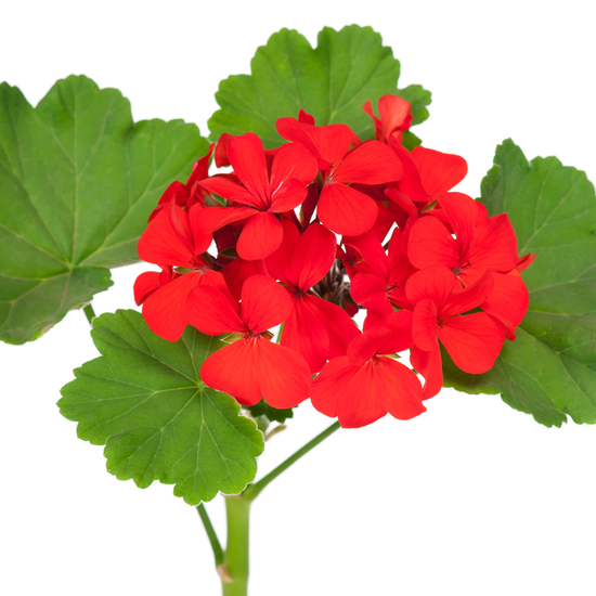 Geranium Lemongrass