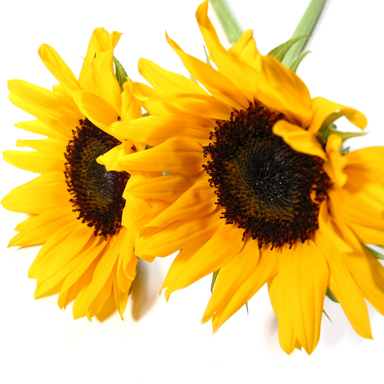 Tournesol