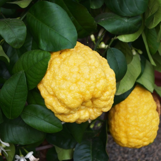 Cedro Toscano